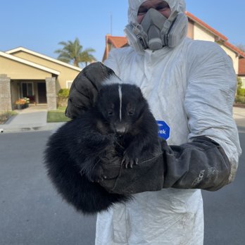 Animoval Humane Wildlife Removal - Wildlife Control Near Me - Long Beach, California Animoval Humane Wildlife Removal - Wildlife Control Near Me - Long Beach, California