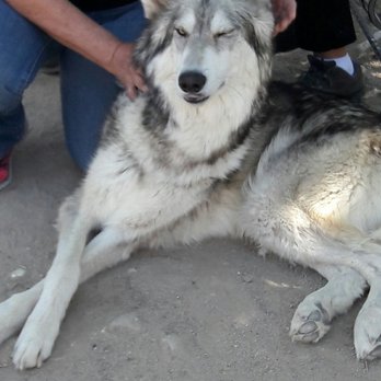 Wolf Mountain Sanctuary - Animal Shelters Near Me - Lucerne Valley, California