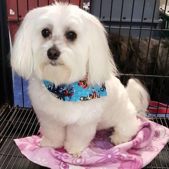 Karen's Pampered Pups - Pet Groomers Near Me - Longview, Texas Karen's Pampered Pups - Pet Groomers Near Me - Longview, Texas