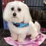 Photo of Karen's Pampered Pups