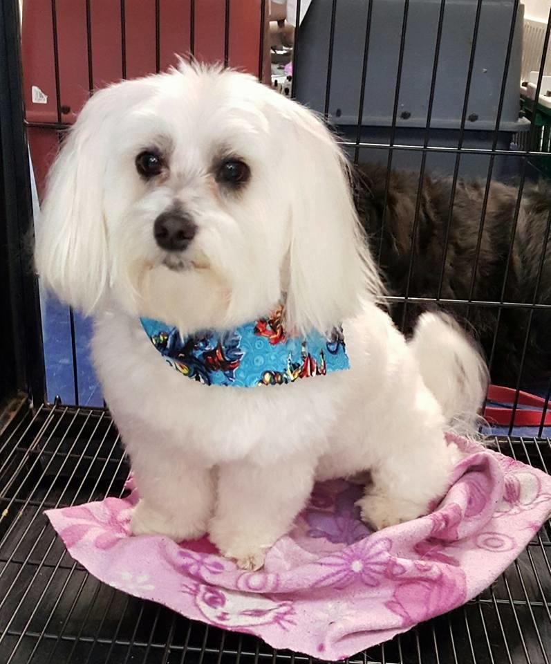 Karen's Pampered Pups