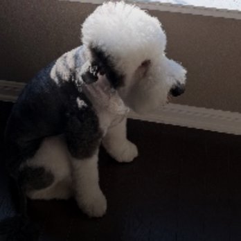 Dessau Veterinary Clinic - Sheepadoodle - Veterinarians Near Me - Austin, Texas