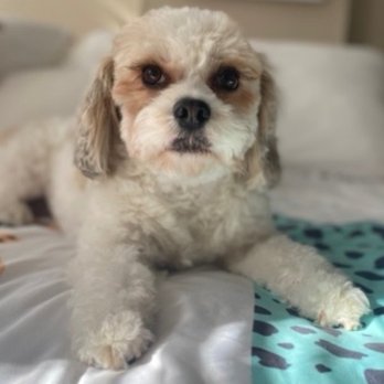 TopDawg Groomers - Pet Groomers Near Me - Philadelphia, Pennsylvania TopDawg Groomers - Pet Groomers Near Me - Philadelphia, Pennsylvania