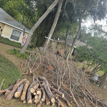 Carlos Tree Service - Limbs about ready to be loaded into the chipper. - Tree Services Near Me - Ocala, Florida