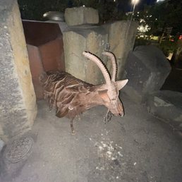 Trash Goat ! Trash Goat !