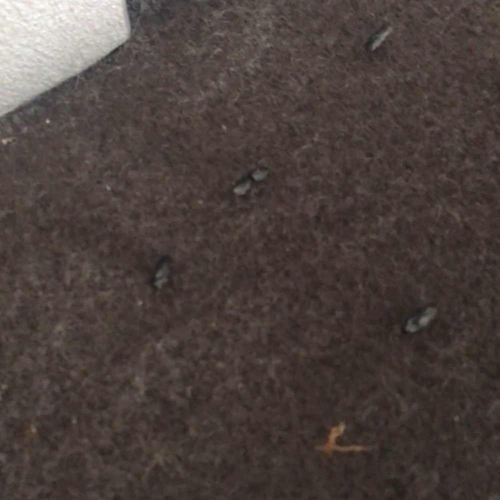 Public Storage - Rat feces on the 3rd row seat that was SUPPOSED to be safe in my storage - Self Storage Near Me - Salem, Oregon Public Storage - Rat feces on the 3rd row seat that was SUPPOSED to be safe in my storage - Self Storage Near Me - Salem, Oregon
