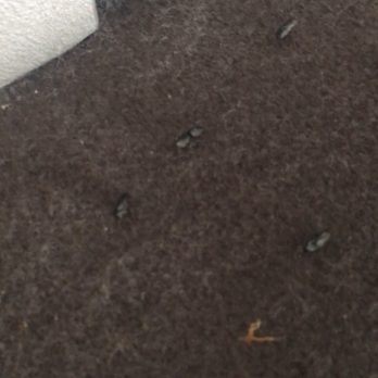 Public Storage - Rat feces on the 3rd row seat that was SUPPOSED to be safe in my storage - Self Storage Near Me - Salem, Oregon