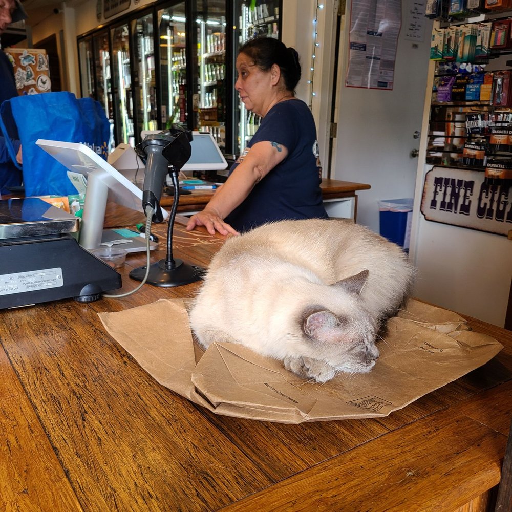 Rodeo General Store - a cat sleeping on a table - Delis Near Me - Makawao, Hawaii Rodeo General Store - a cat sleeping on a table - Delis Near Me - Makawao, Hawaii