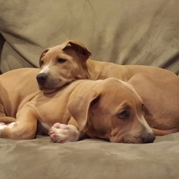 Camp Run-A-Mutt - Pet Sitting Near Me - Chula Vista, California Camp Run-A-Mutt - Pet Sitting Near Me - Chula Vista, California