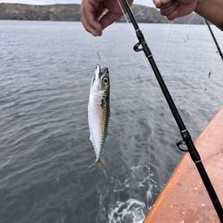 Channel Islands Sportfishing
