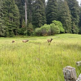 Elk on meadow 5/25/25 Elk on meadow 5/25/25