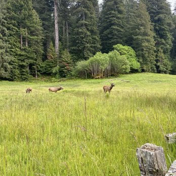 Prairie Creek Redwoods State Park - Elk on meadow 5/25/25 - Parks Near Me - Orick, California Prairie Creek Redwoods State Park - Elk on meadow 5/25/25 - Parks Near Me - Orick, California