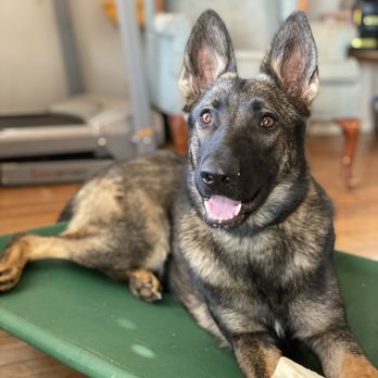 Francis Metcalf Dog Training - Pet Training Near Me Francis Metcalf Dog Training - Pet Training Near Me