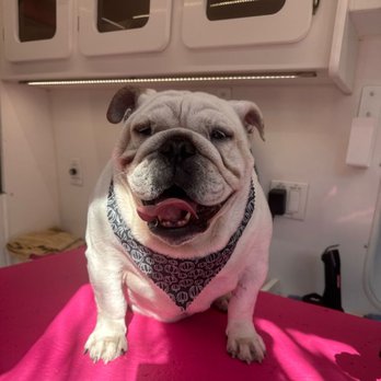 Lilly's Mobile Grooming - Addy loves getting dolled up. - Pet Groomers Near Me Lilly's Mobile Grooming - Addy loves getting dolled up. - Pet Groomers Near Me