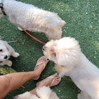 Kamp Kelly - Trixie playing w the other dogs - Pet Boarding Near Me - Desert Hot Springs, California