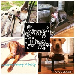 savvy dogs