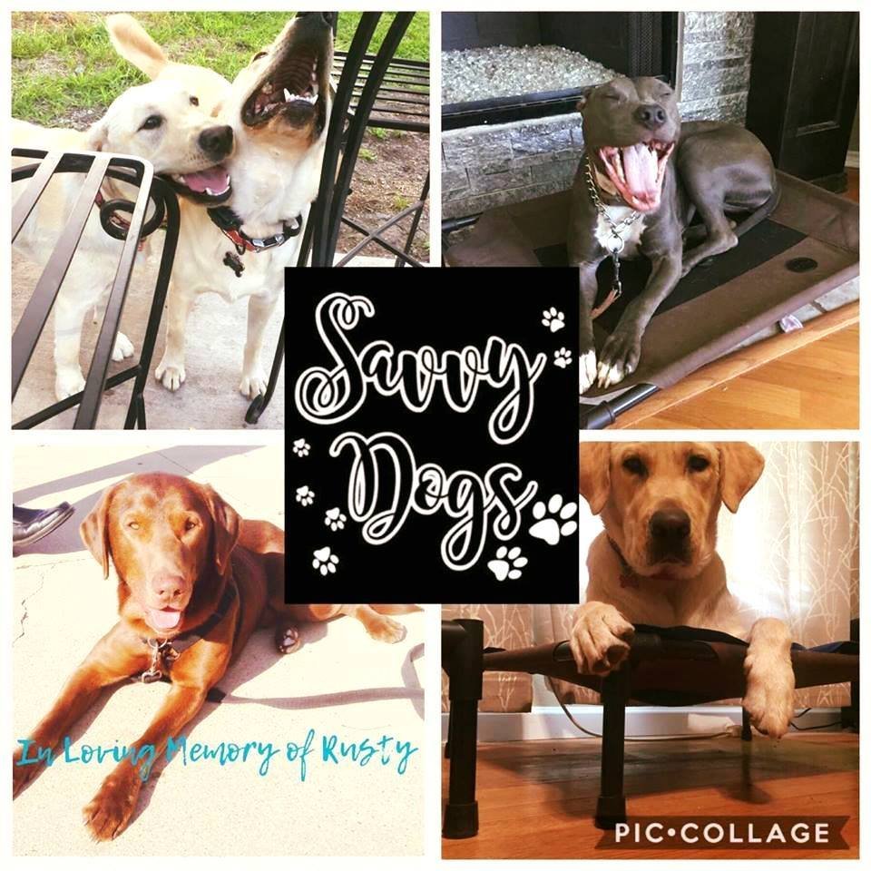 savvy dogs - pet boarding facility in Haslet, TX