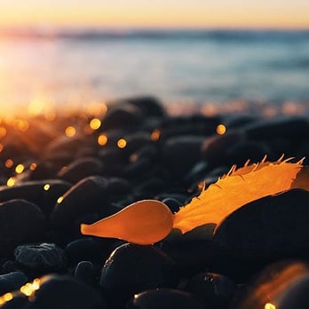 Moonlight State Beach - Up close and personal with some seaweed. - Playgrounds Near Me - Encinitas, California