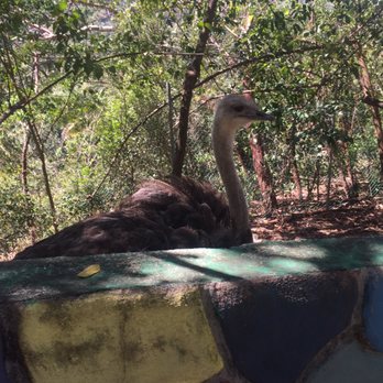 Zoologico De Vallarta - Zoos Near Me - Boca de Mixmaloya, JAL