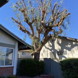 Trimmed pepper tree Trimmed pepper tree