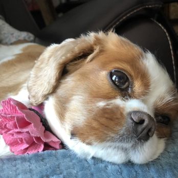 LILO'S Mobile Pet Spa - Mobile Pet Groomers - Pet Groomers Near Me