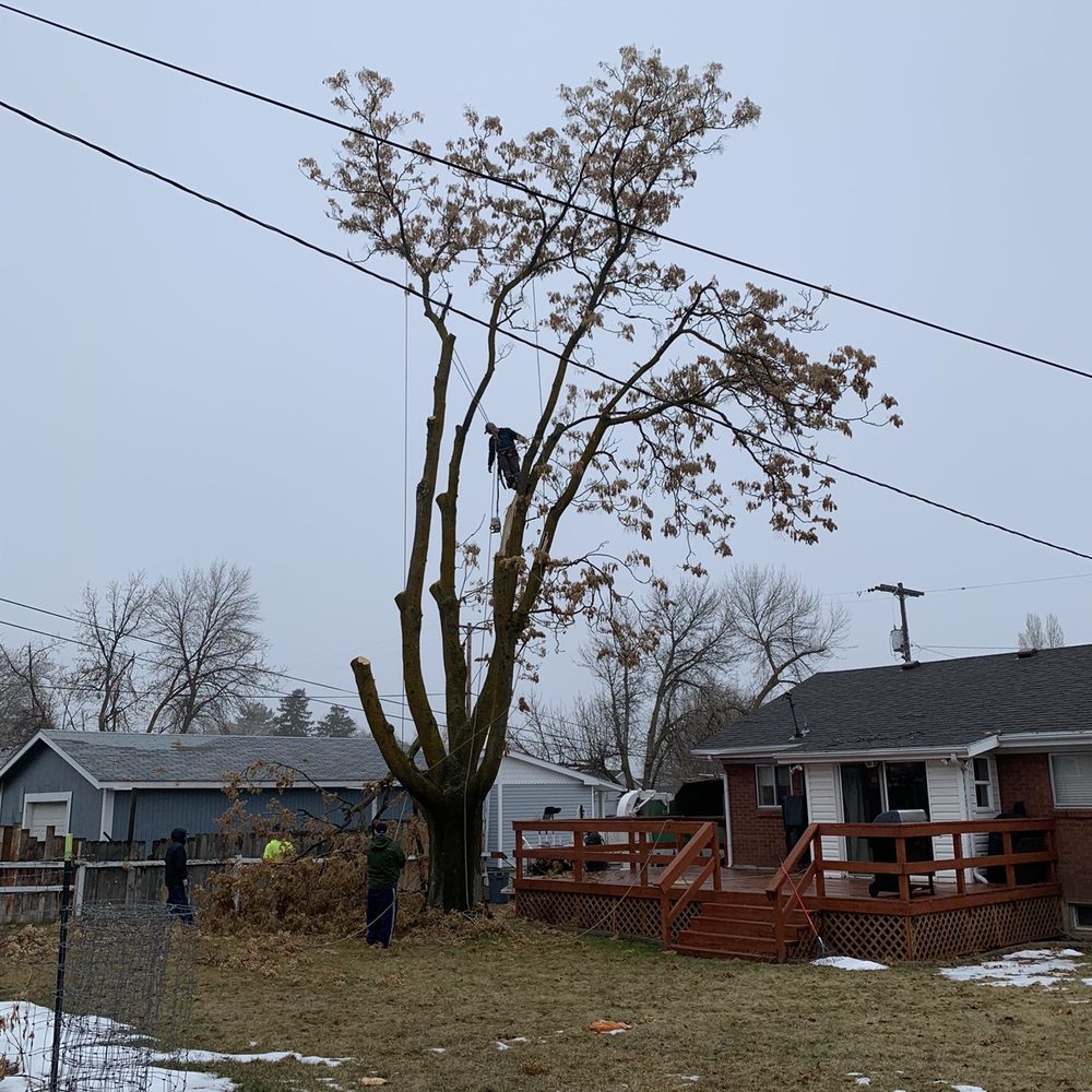 Adrian's Tree and Landscape Services - Adrian and crew. - Tree Services Near Me - West Point, Utah