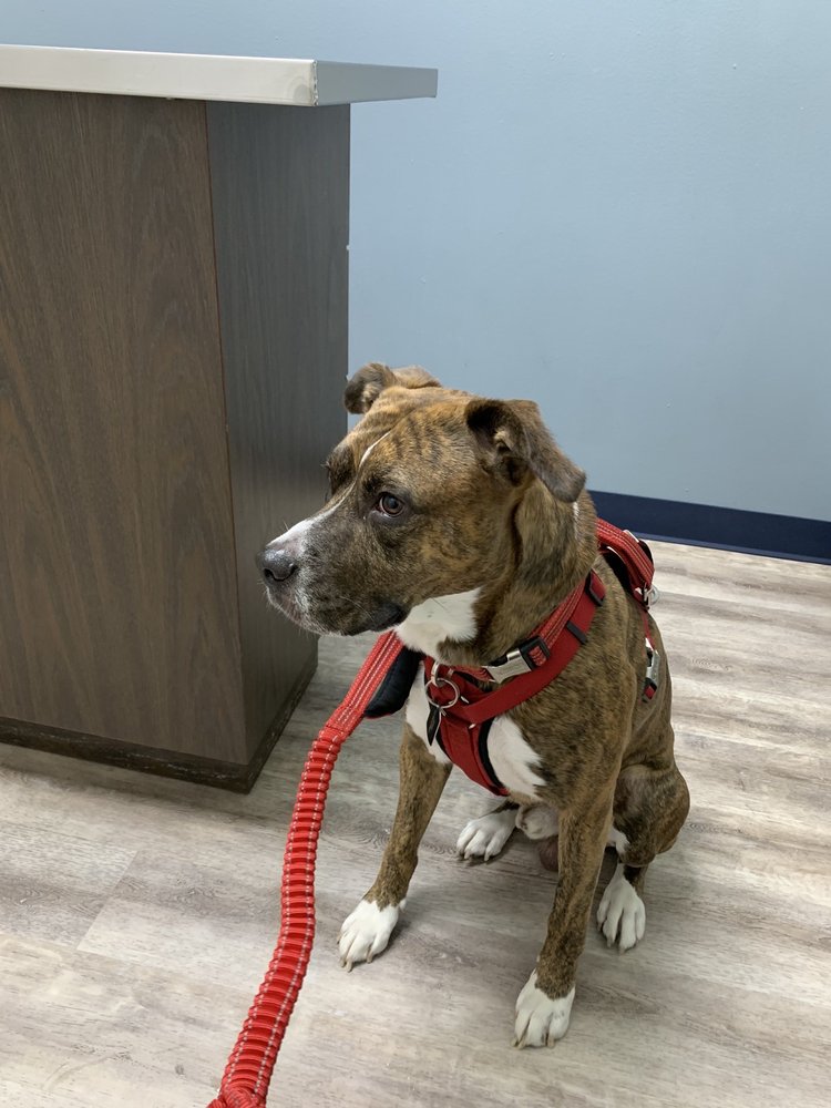 WILLIAMSBURG ANIMAL CLINIC Updated September 2024 19 Reviews 1827 N Mason Rd, Katy, Texas