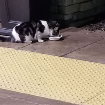 Hampton Inn & Suites Manteca - Jezebel the Hampton cat! - Hotels Near Me - Manteca, California Hampton Inn & Suites Manteca - Jezebel the Hampton cat! - Hotels Near Me - Manteca, California