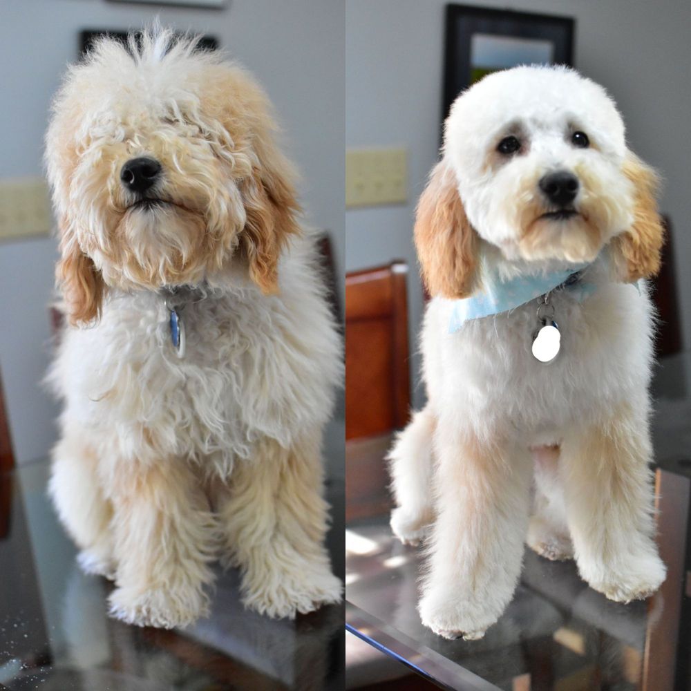 HOT DIGGITY DOG GROOMING PARLOR OF NORTH HAVEN Updated July 2024 11