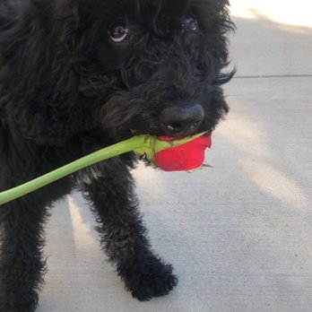 sarah's dog gone beautiful