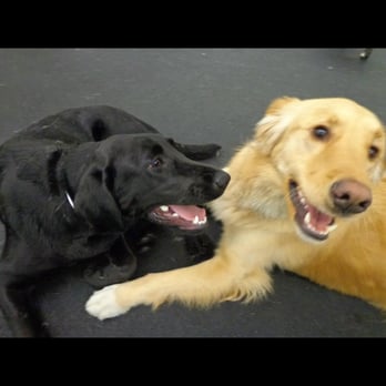 The Barking Lot - Tonka my black lab and another happy playmate! - Pet Groomers Near Me - Providence, Rhode Island