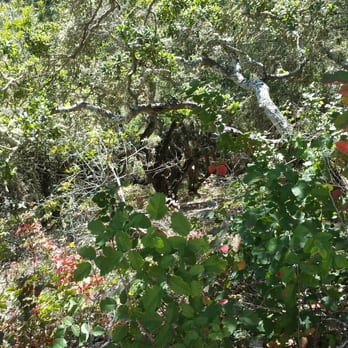 Sycamore Crest Trail - The poison - Hiking Near Me Sycamore Crest Trail - The poison - Hiking Near Me
