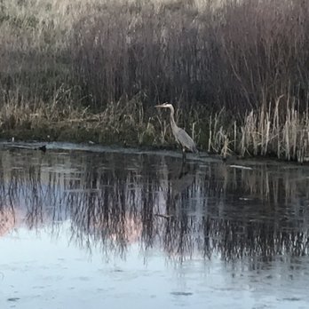 Jewell Wetlands Park - Great Blue Heron - Parks Near Me - Aurora, Colorado Jewell Wetlands Park - Great Blue Heron - Parks Near Me - Aurora, Colorado
