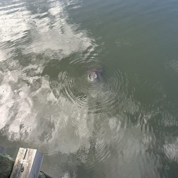 Manatee Viewing Center - Manatee - Zoos Near Me - Apollo Beach, Florida