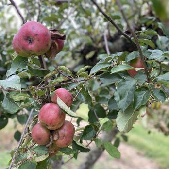 Four Sisters Winery - Not one good apple on any tree! - Venues & Event Spaces Near Me - Belvidere, New Jersey Four Sisters Winery - Not one good apple on any tree! - Venues & Event Spaces Near Me - Belvidere, New Jersey