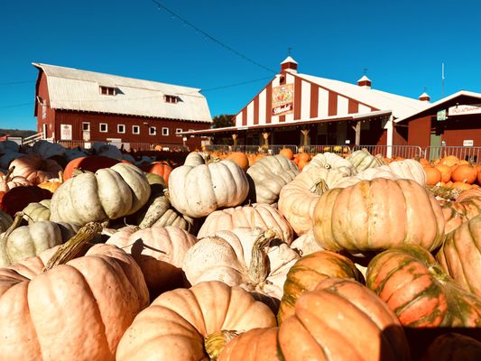 The Pumpkin Patch on Sauvie Island, Portland's original by null
