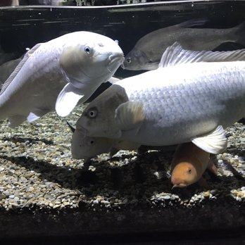 Sea Life Centre - Aquariums Near Me - Brighton, BNH