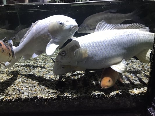 SEA LIFE Brighton by null