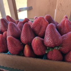 Nai's Berry Farm