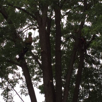 Sabatello Tree Care - Climbed like a couple of monkeys. - Tree Services Near Me - Arlington Heights, Illinois Sabatello Tree Care - Climbed like a couple of monkeys. - Tree Services Near Me - Arlington Heights, Illinois