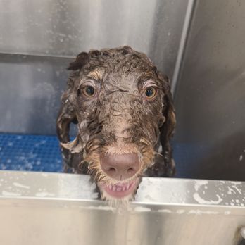 Smoochie Pooch - Bath time! - Pet Groomers Near Me - Chesterton, Indiana Smoochie Pooch - Bath time! - Pet Groomers Near Me - Chesterton, Indiana