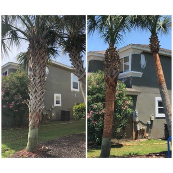 Landscape Enterprise - Palm tree boots - Tree Services Near Me Landscape Enterprise - Palm tree boots - Tree Services Near Me