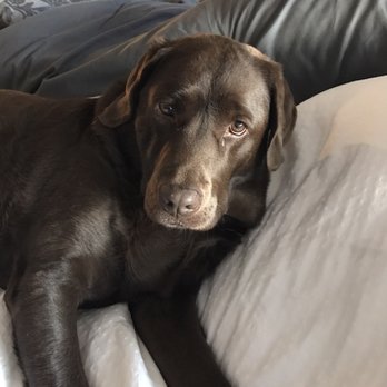 Denver Animal Hospital - Our baby girl - Veterinarians Near Me - Denver, Colorado