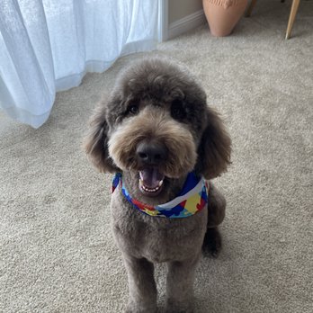 Classy Canine's Wiggle Rumps - After his cut - Pet Groomers Near Me - Castrovalley, California