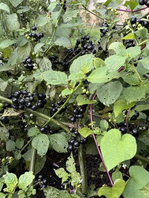 Seed Savers Exchange by null