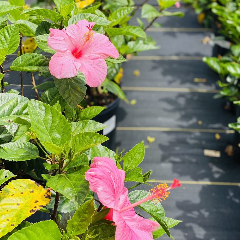 Woerner - LOVE! Pink Seminole hibiscus! EVERYONE stops/stares at my flower beds/get so many compliments! NEED MORE XOXO - Nurseries & Gardening Near Me - Pensacola, Florida Woerner - LOVE! Pink Seminole hibiscus! EVERYONE stops/stares at my flower beds/get so many compliments! NEED MORE XOXO - Nurseries & Gardening Near Me - Pensacola, Florida