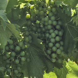 Layton's Chance Vineyard & Winery