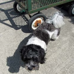 Crimboli Landscape Contractors - Duke rides on the bottom level of the cart to take plants to the car.