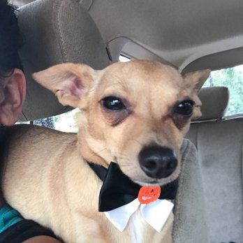 Barks & Tales Dog Spa - Pet Sitting Near Me - Miami, Florida Barks & Tales Dog Spa - Pet Sitting Near Me - Miami, Florida