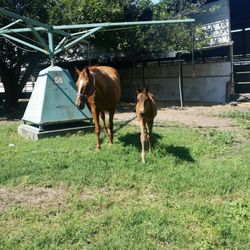 Victory Rose Thoroughbreds - Orphan foal, who's mother passed away recently, and nurse mare